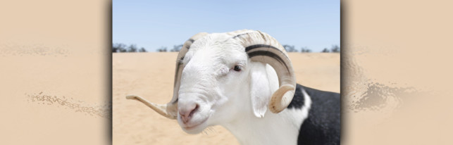 Eid ul Adha –The Feast Of Sacrifce