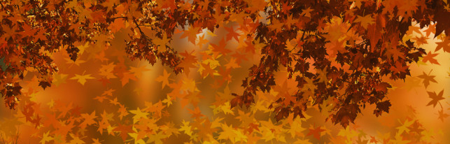 Thanksgiving Umrah Offer – The Best way to give the true Thanks to Allah!