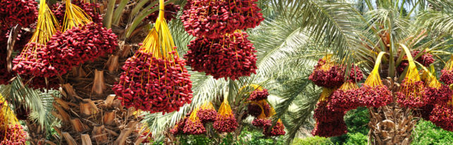Dates –The Most Favorite Fruit Of Prophet Muhammad PBUH