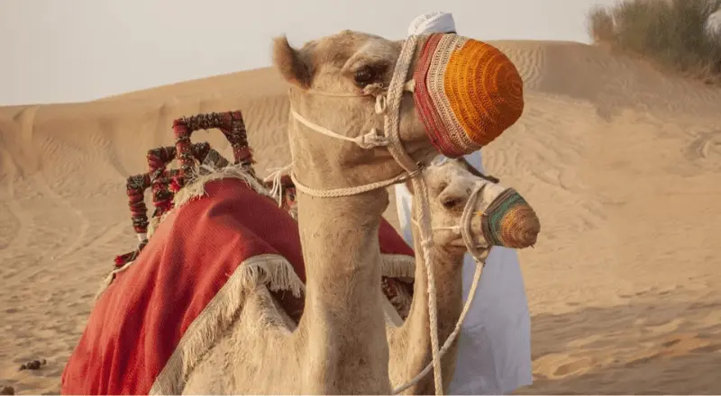 UAE Adventure Tours Guide