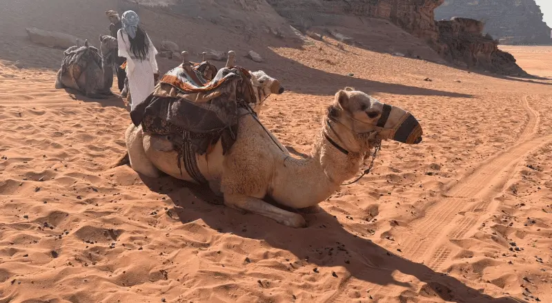 Jordan Cultural Tours for Travelers Who Love History and Culture