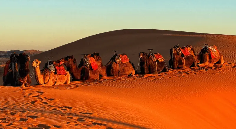 Everything You Need to Know About Sahara Desert Camel Trekking in Merzouga